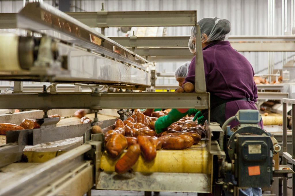 Woman cleaning potatoes in factory