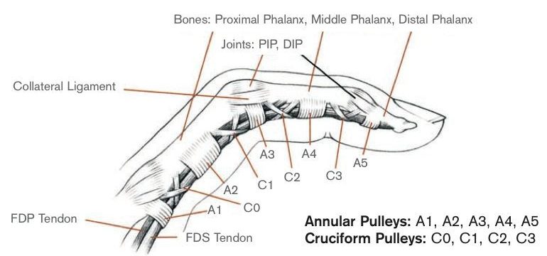 Finger anatomy